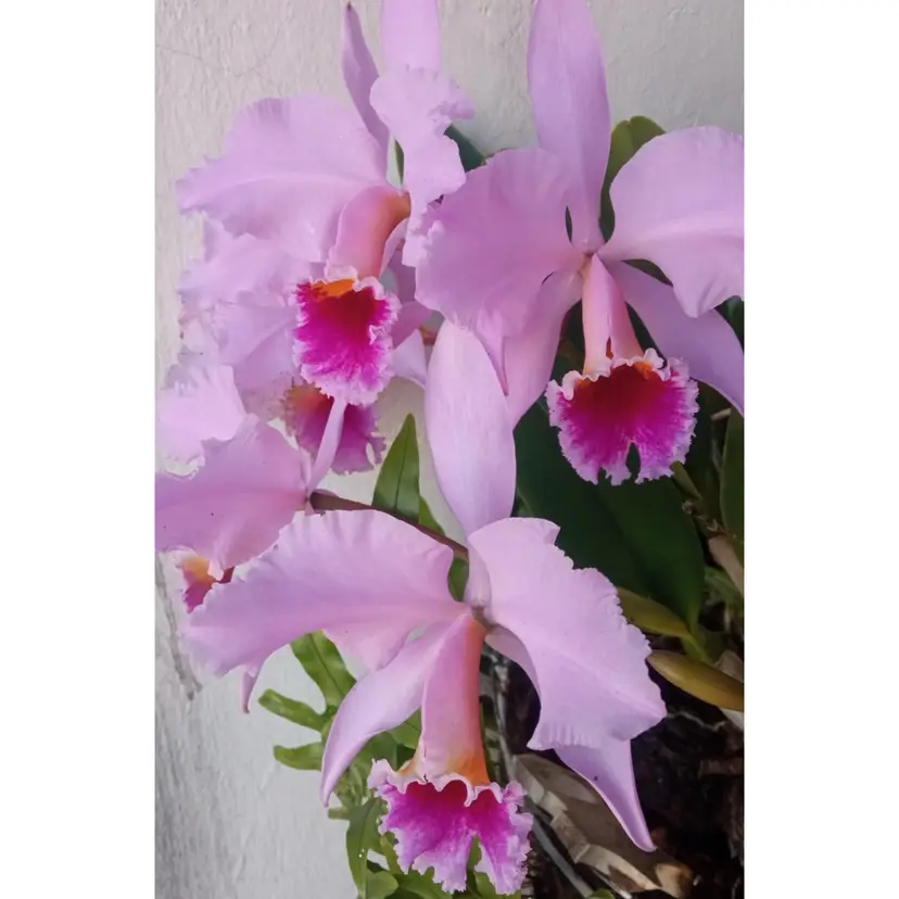 Cattleya mossiae