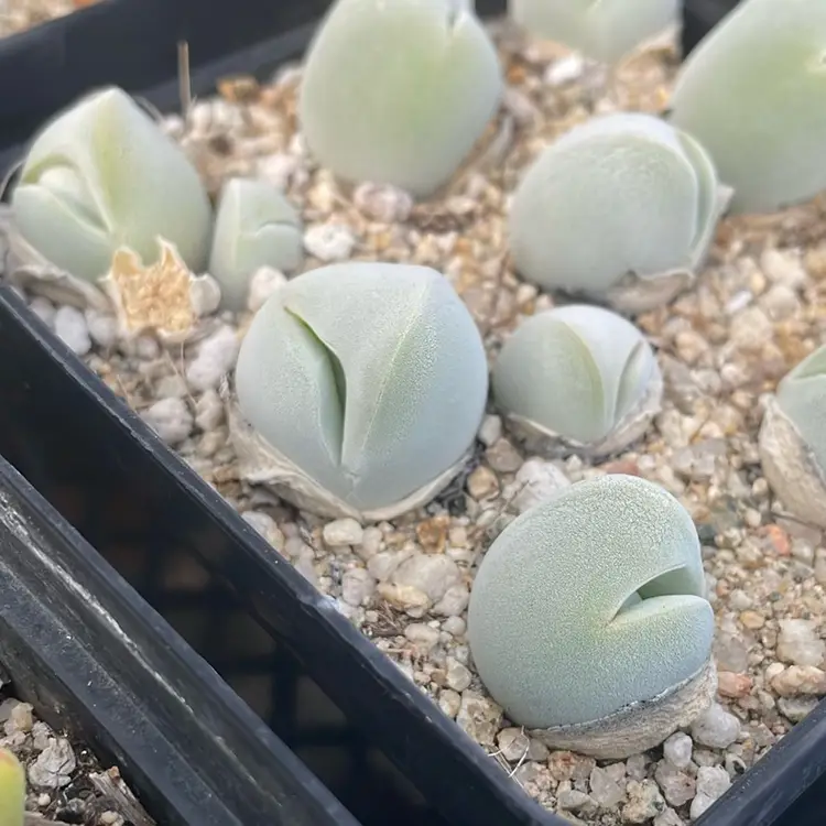 Muiria X gibbaeum