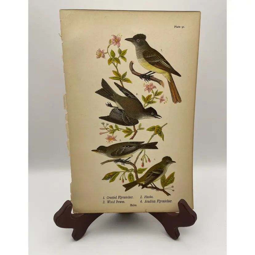 “Crested Flycatcher/ Phoebe/Wood Pewee/Acadian Flycatcher”, Males, c.1890, Color Plate Engraving, Plate 91, From An Antique Book