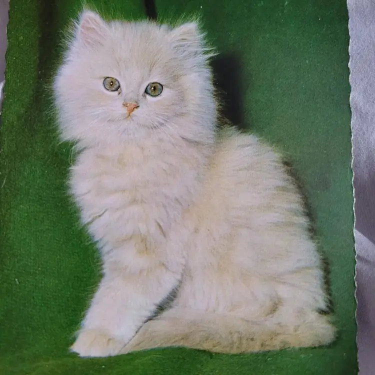 Lot 3 Edition Korsch Cat Kitten Divided Postcards Made in West Germany Vintage