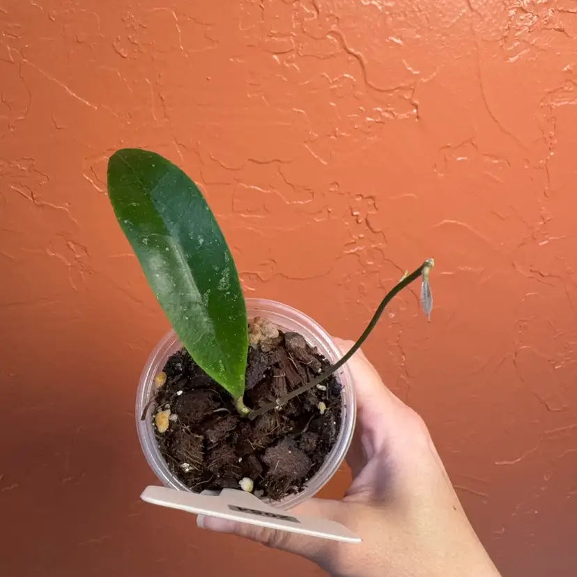 2054 Hoya NAPC 006 finlaysonii (Sawtooth Edge)