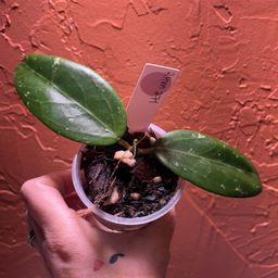 350 Hoya RHM 271