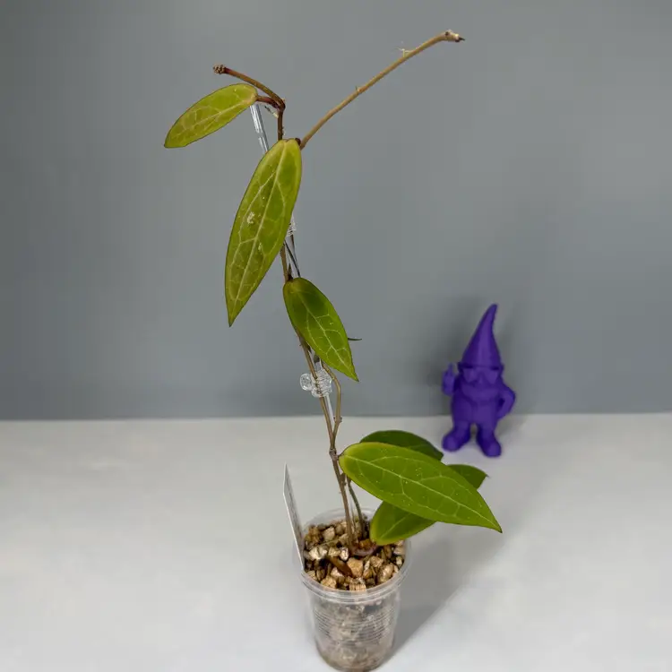 I52 ‘Love Affair’ GTX-01-01 (Benguetensis Cagayan x Elliptica Borneo)