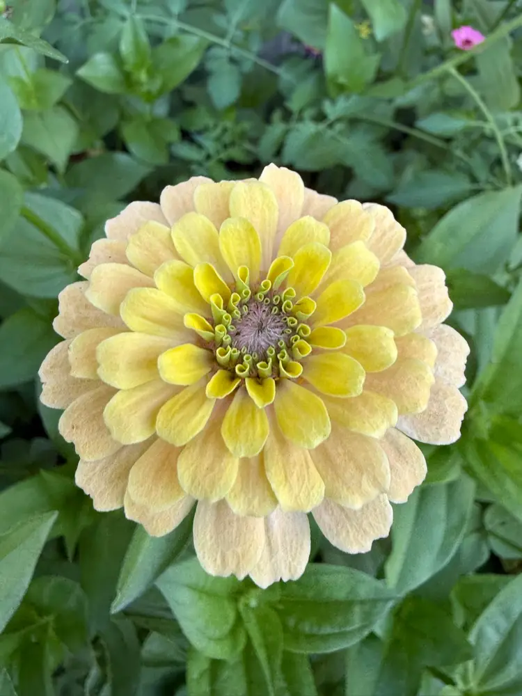 Ziec Heirloom Zinnia Seeds