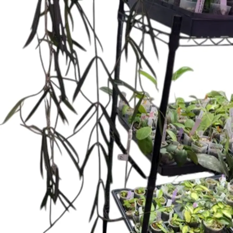 Shepherdii Cutting Long Size