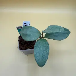 0039 Carnosa Nova ghost