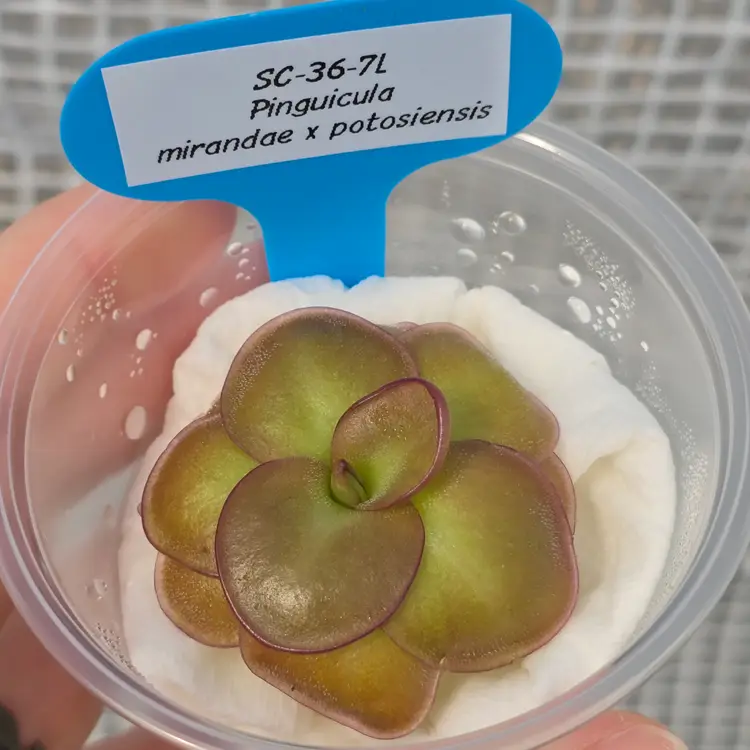 SC-36-7L Pinguicula mirandae x potosiensis