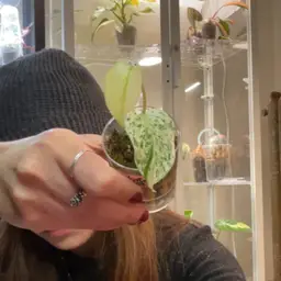 White Monster Monstera