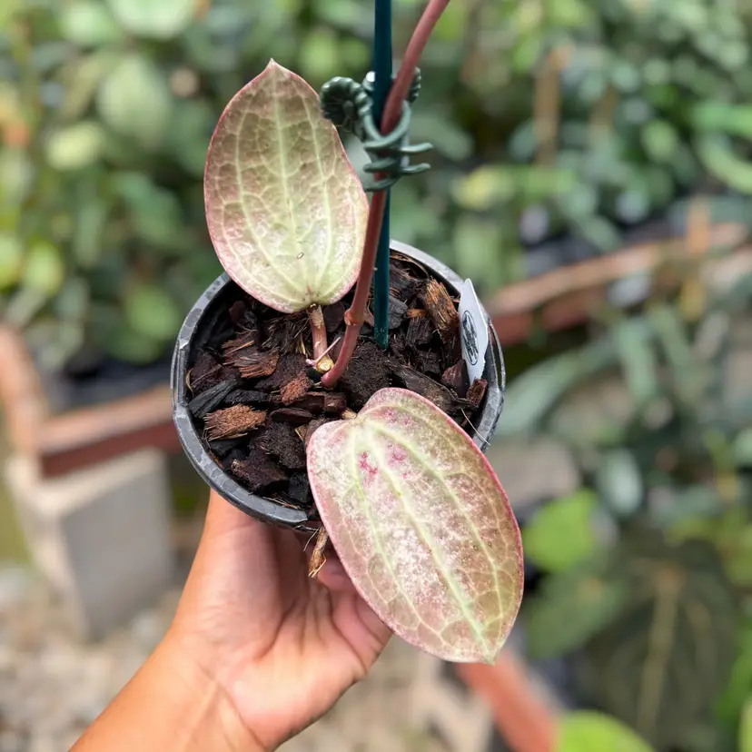 PS0831 - Hoya latifolia โFileaโ