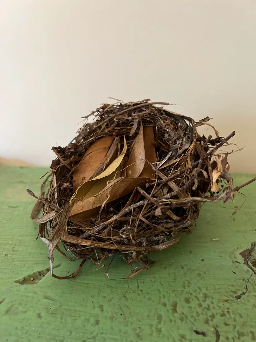 Natural Birds Nest- Abandoned by Tennessee Bird. Natural Home Decor #6