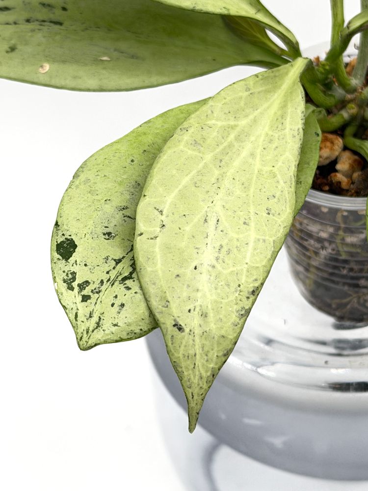 Hoya New Guinea Ghost