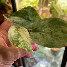 Scindapsus Silver Cloud NOID