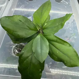 AH 733 OP. RHM25208-1