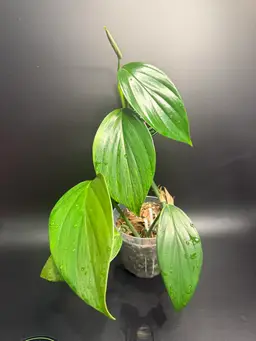 Rhaphidophora Decursiva Variegated