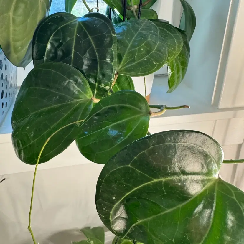 Fresh cut-Sarawak one node