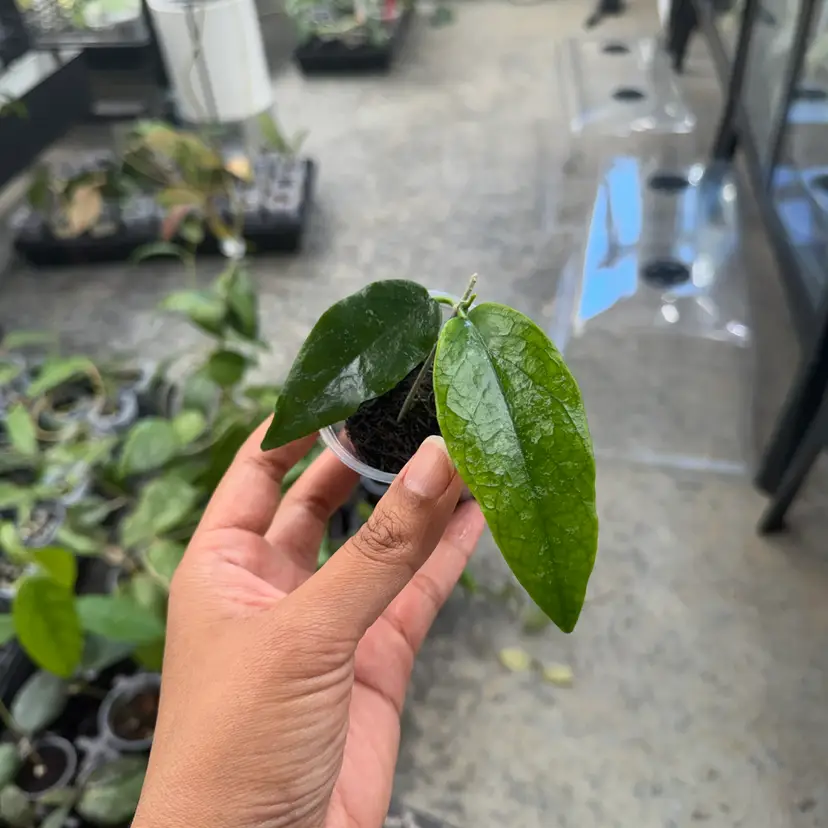 Sangguensis