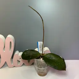 B30 RHM2457-CS04 (Clemensiorum x Unk)