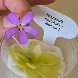 Pinguicula rectifolia x ibarrae E