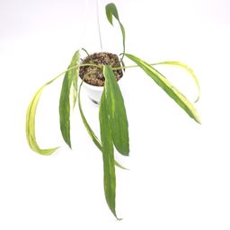 ANTHURIUM