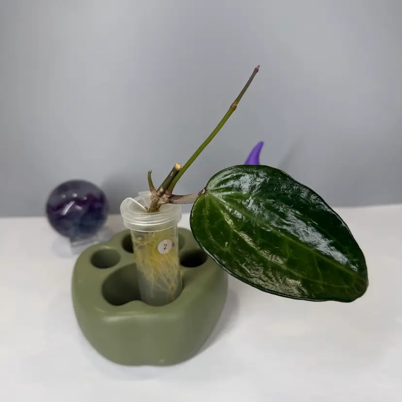 T02 Latifolia (Mt Rimau) Rooted Cutting
