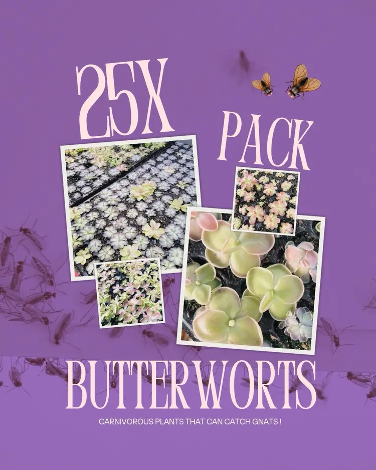 Pinguicula Bundle (25x) “In Luck”- Carnivorous Butterwort - 25 Plants
