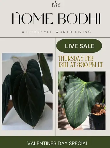 Let’s Grow Your Anthurium Love! 