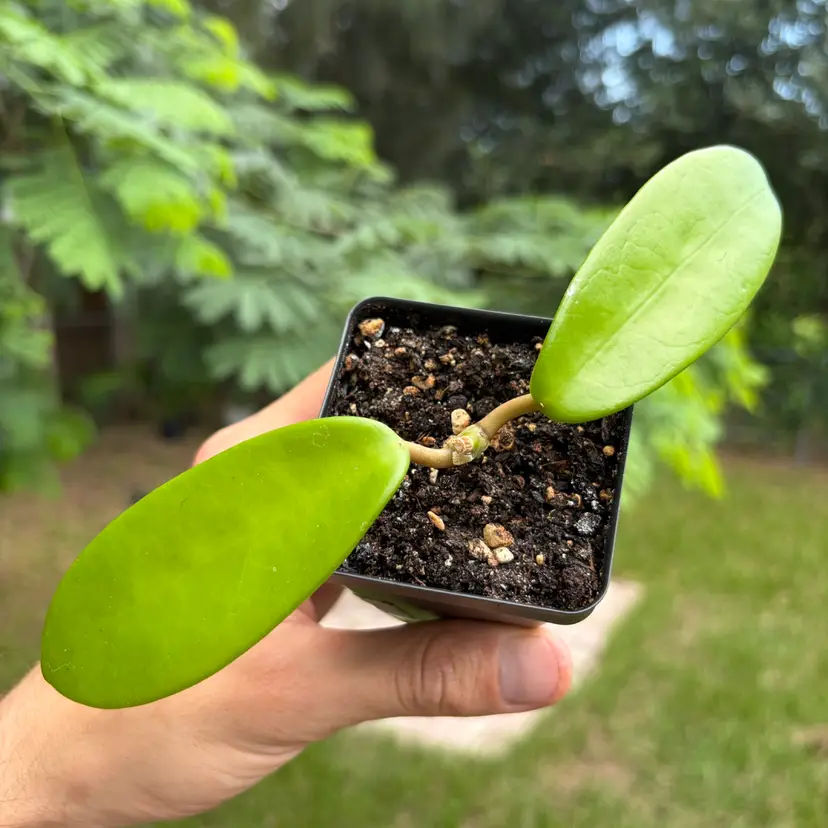 Hoya Meliflua