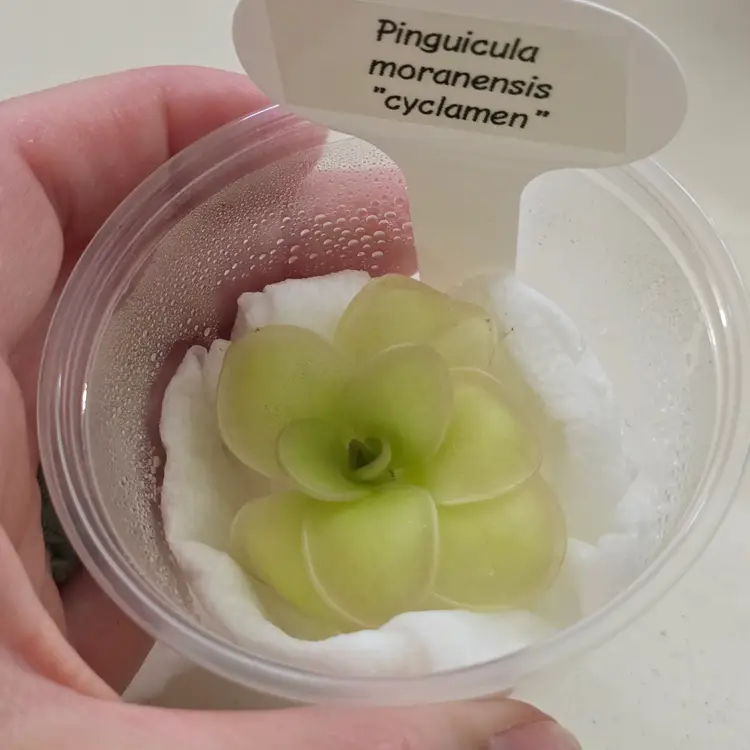 Pinguicula moranensis "cyclamen"