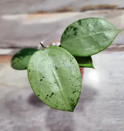 Hoya verticillata (Heart leaf silver)