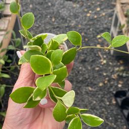 Heushkeliana Albo