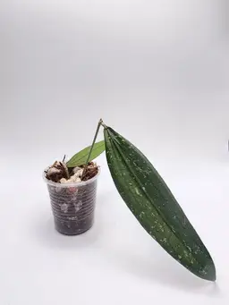 Hoya sp. Rindu Rafflesia