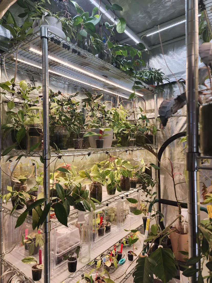 Livestream thumbnail