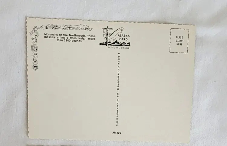 Vintage Photo Postcard Featuring Alaska Bull and Cow Moose