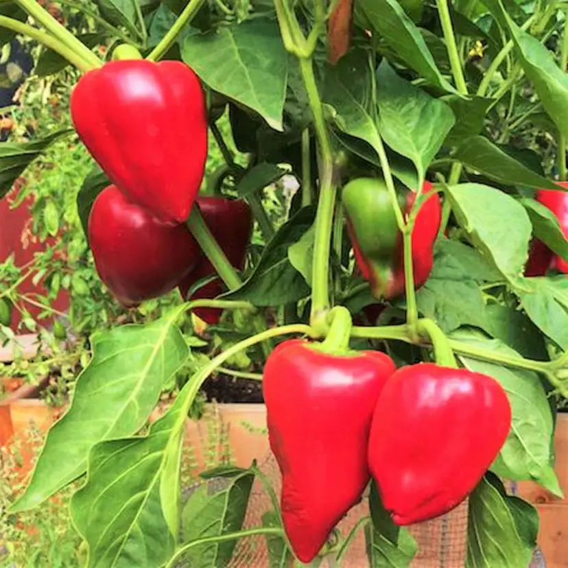 Pimento Pepper vegetable seeds