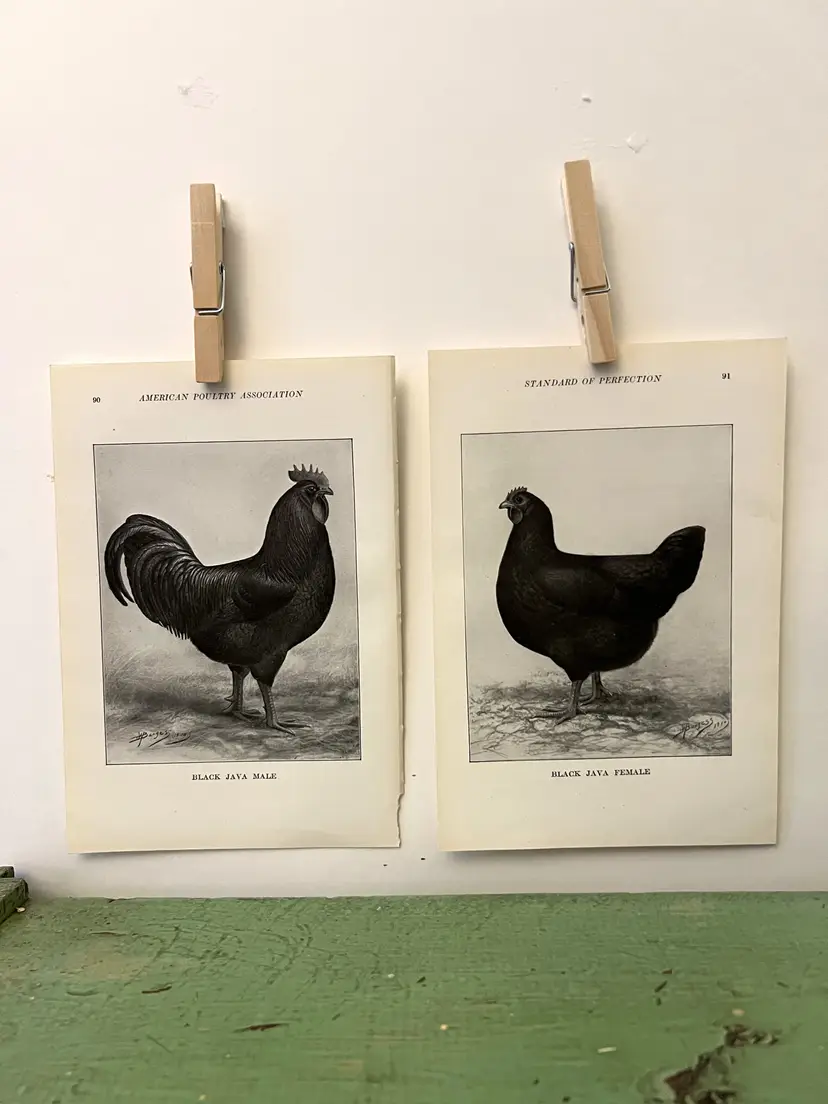 Vintage CHICKEN PRINTS Black Java Rooster & Hen. c1912. Farm House Ephemera