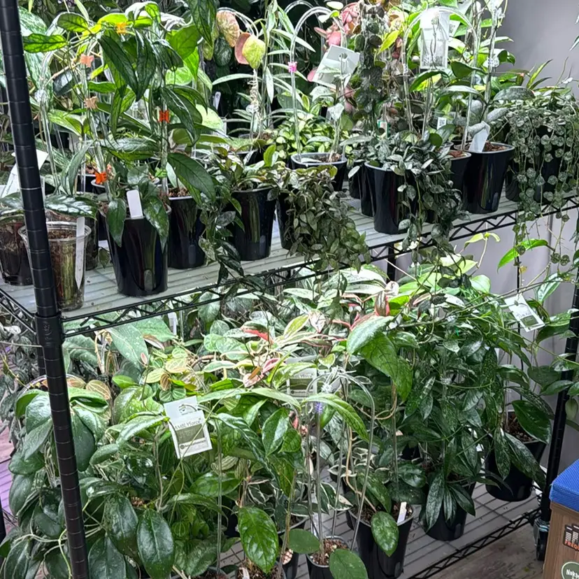 Haunted Botanicals Mystery cuttings box