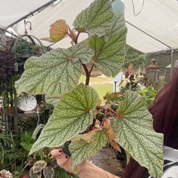 Begonia Don