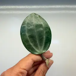 Latifolia silver cutting