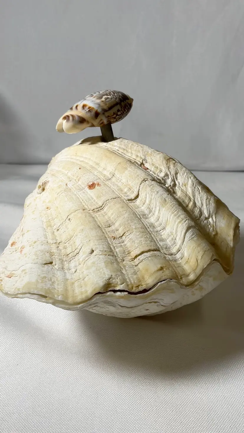 Custom Made Clam Shell Music Box 4” X 5” Shell on top is Winder