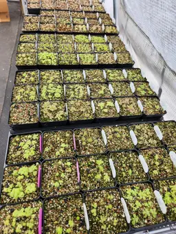 FIVE Baby Pinguicula Mystery Surprise Box!