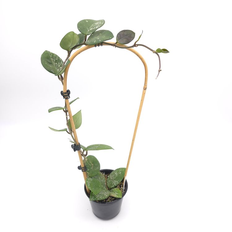 Hoya carnosa Freckles 4 inch pot 206