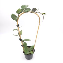 Hoya carnosa Freckles 4 inch pot 206