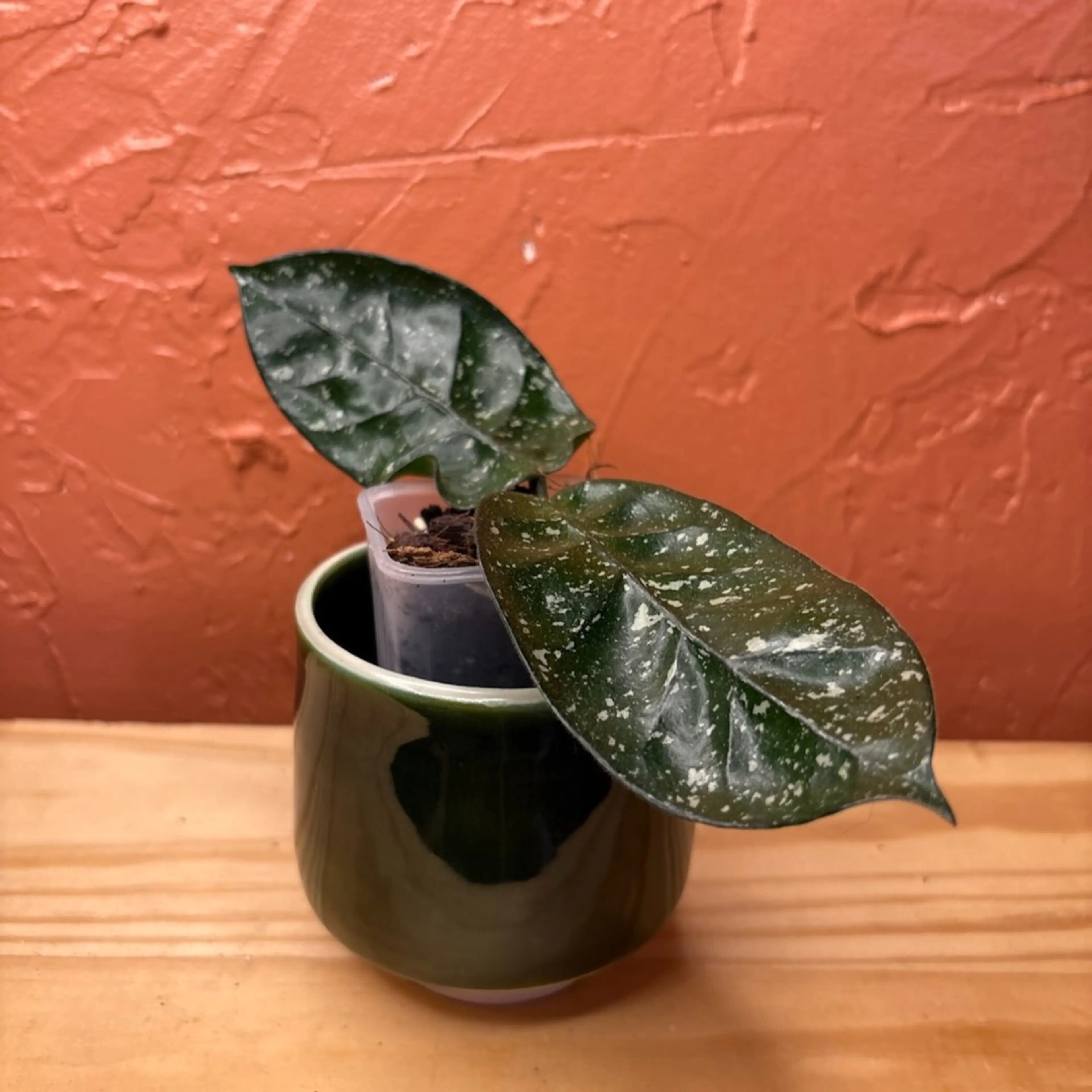 Image 2 of 3