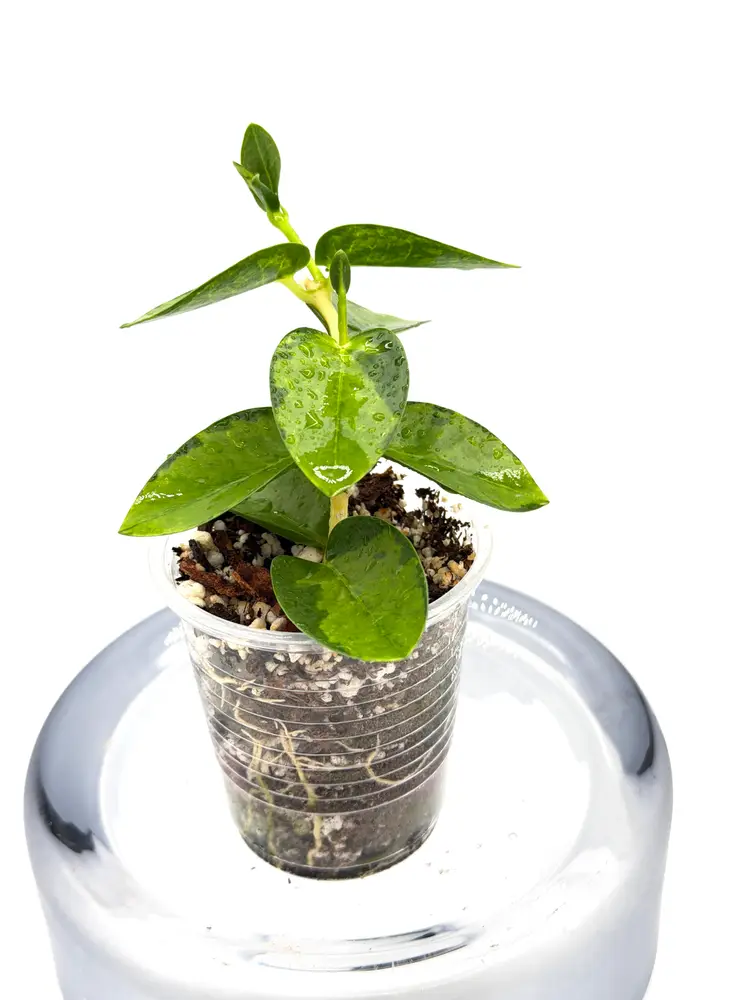 Hoya cumingiana inner variegated