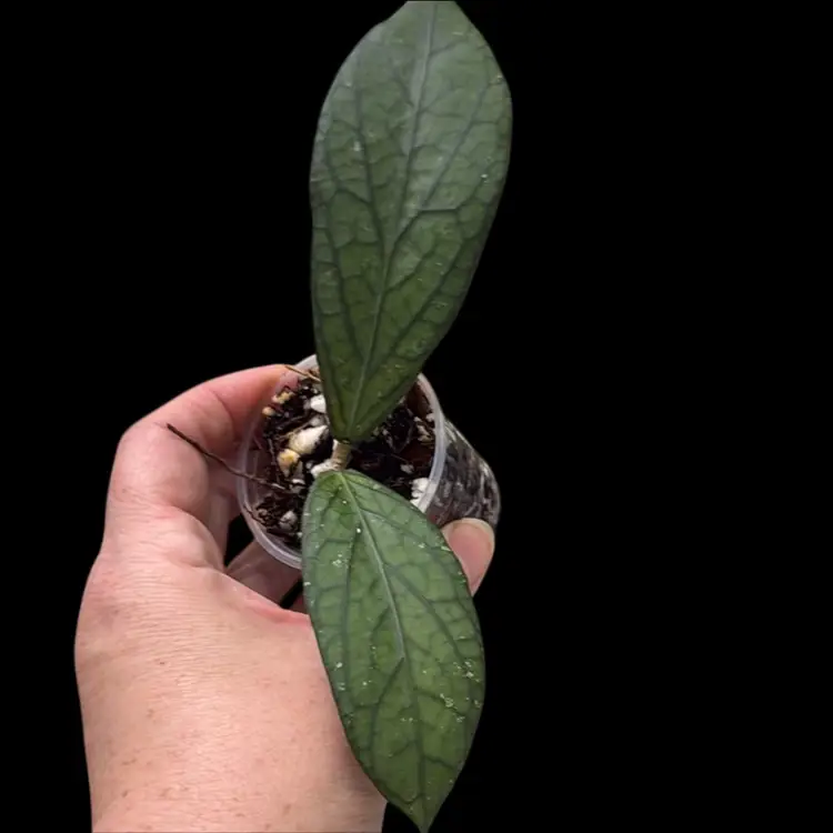 14-Hoya Tanggamus OG