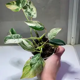 Emerald King Philodendron