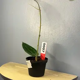 7 Hoya Sulawesi GPS 8867