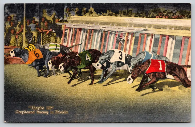 Postcard They're Off Greyhound Racing Linen Miami Florida Canis familiaris -  9480