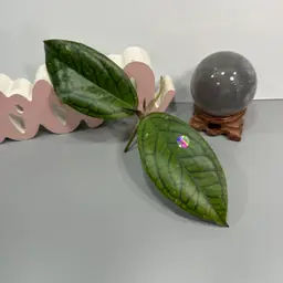 FC22 LP019 (Erythrina x Finlaysonii) Cutting