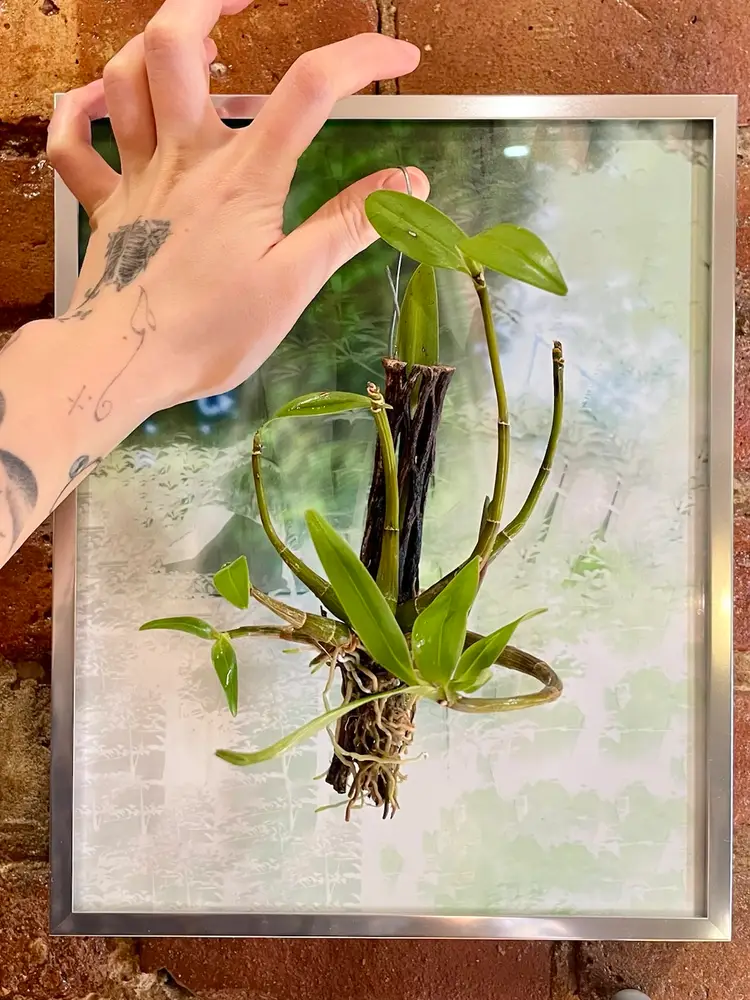 Mounted Dendrobium hybrid orchid